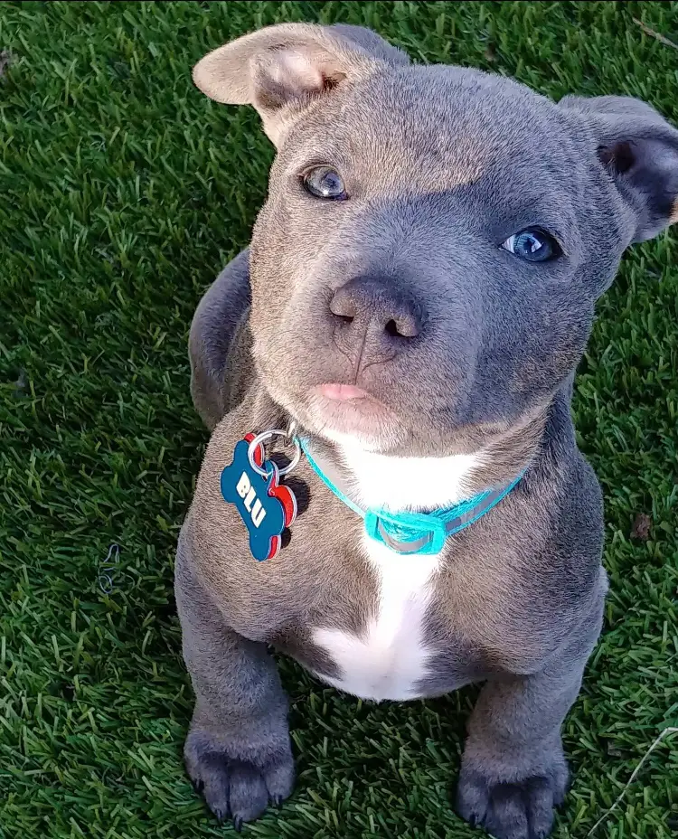 A blue Pitbull puppy sitting on the green grass with its adorable face