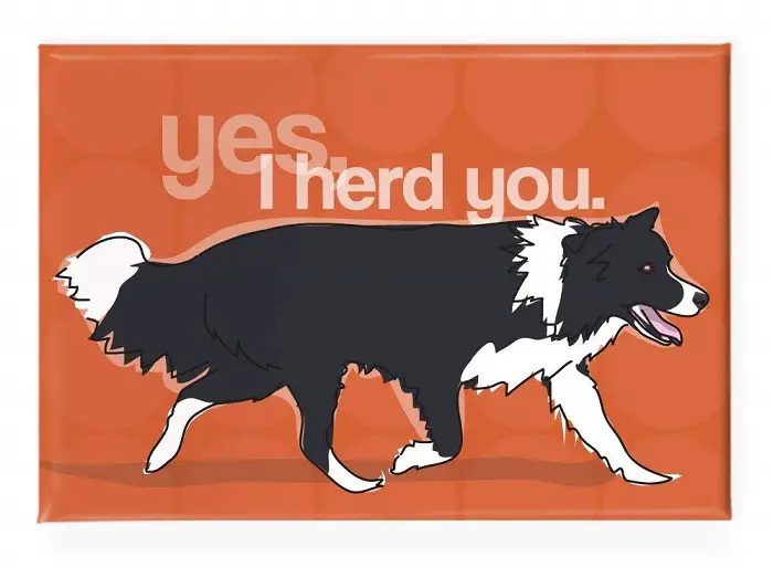 Fridge Magnet design a Border Collie and words - Yes I herd you.