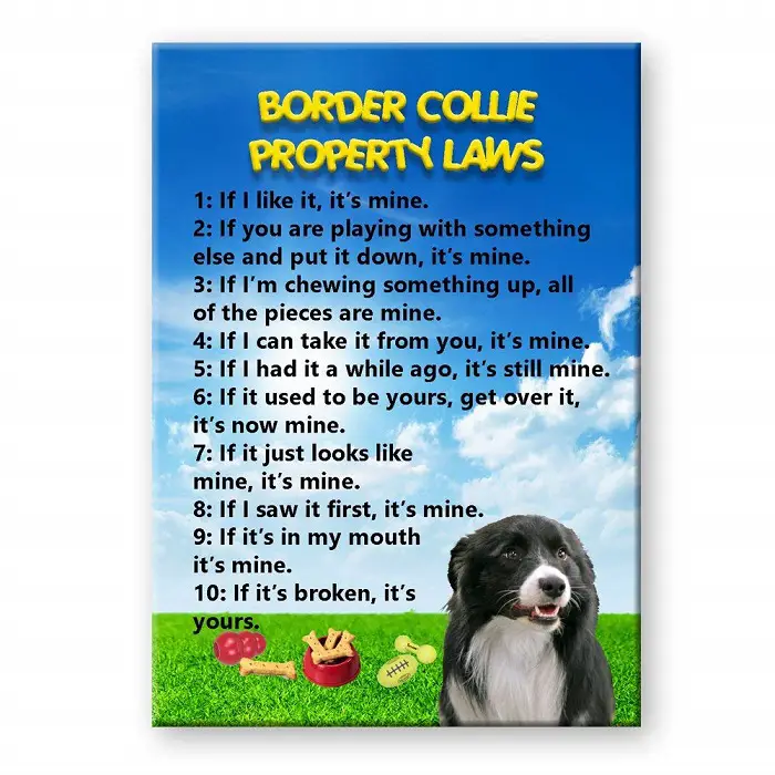Fridge Magnet with Border Collie Property Laws