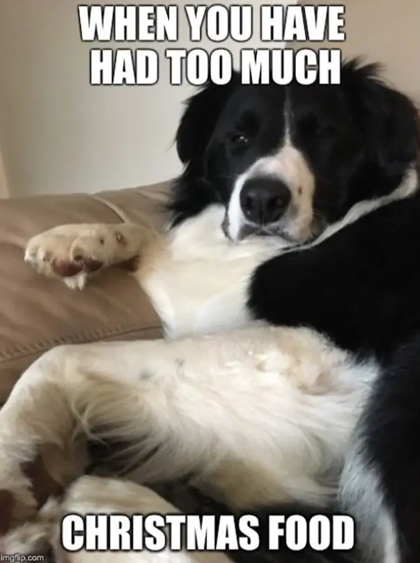 A Border Collie lying on the couch with its sleepy face photo with text - Had too much Christmas food