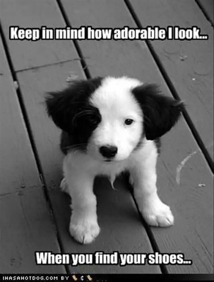 A Border Collie puppy sitting on the wooden floor photo with text - Keep in mind how adorable I look... when you find your shoes...