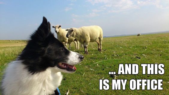 Border Collie in the field with two sheep behind him photo with text - ...and this is my office