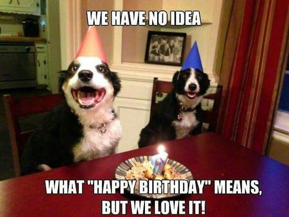two Border Collies sitting at the table while wearing a their birthday cone hat and smiling photo with text - We have no idea what happy birthday means but we love it!