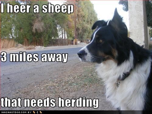Border Collie by the road while looking sideways with its alert expression photo with text - I heer a sheep 3 miles away that needs herding