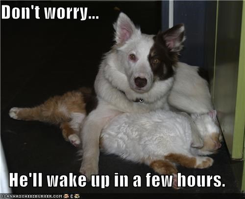 a Border Collie lying on the floor with its one front leg is on top of a cat sleeping on the floor at night photo with text - Don't worry... He'll wake up in few hours.