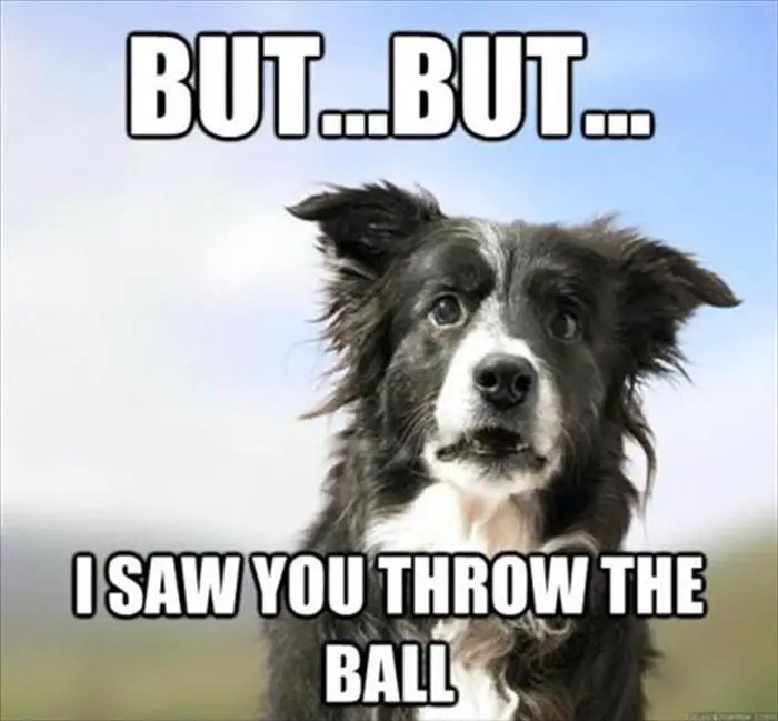 A surprised Border Collie photo with text - But... but... 