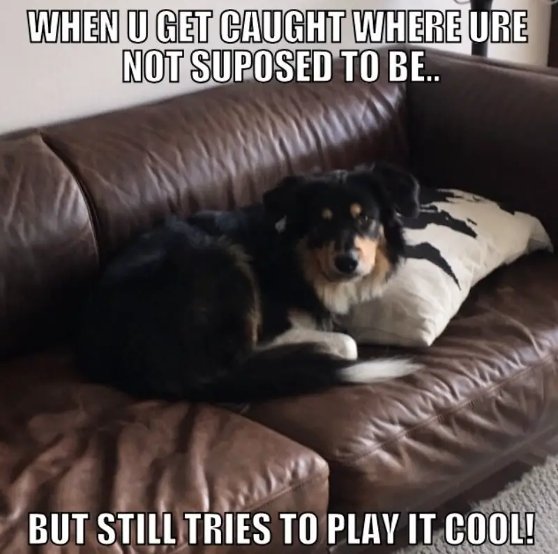 A Border Collie lying on the couch with its confused face photo with text - When u get caught were ure not suppose to be... but still tries to play it cool!