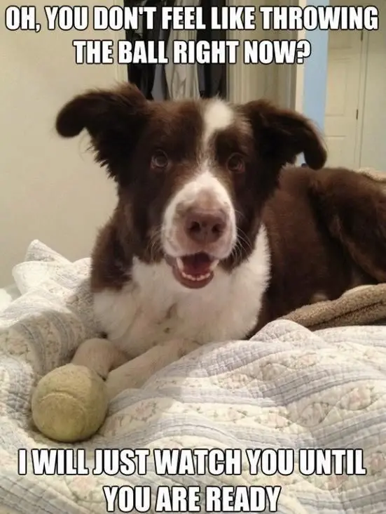 a happy Border Collie lying on the bed with a ball in front of him photo with text - Oh, you don't feel like throwing the ball right now? I will just watch you until you are ready.