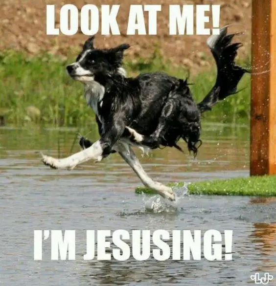 A Border Collie jumping over the water in the lake photo with text - Look at me! I'm jesusing!