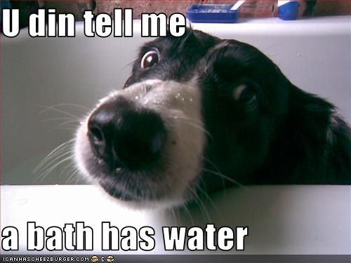 Border Collie sitting in the bath tub with water drop on its face photo with text - U din tell me a bath has water