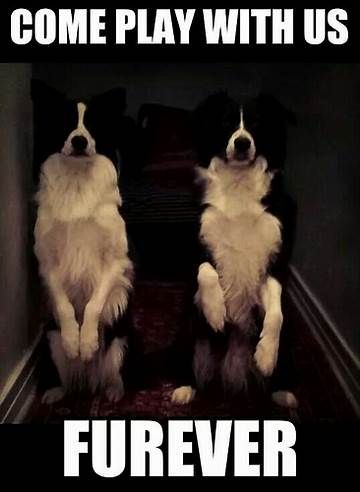 two Border Collies sitting pretty in the hall way at night photo iwth text - Come play with us, furever