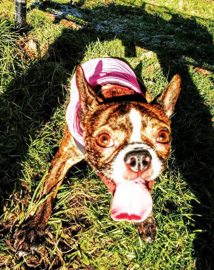 A Boston-Bull-Terrier standing in the grass with its tongue out