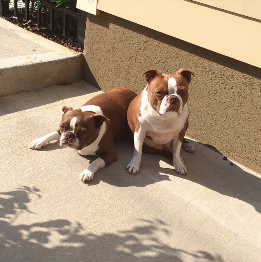 A Boston-Bull-Terrier sitting on the floor under the sun with their sleepy faces