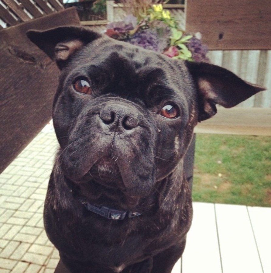 A black Boston-Bull-Terrier sitting on the pathway in the yard with its sad eyes