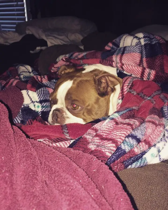 A Boston-Bull-Terrier snuggled up in blanket on the bed