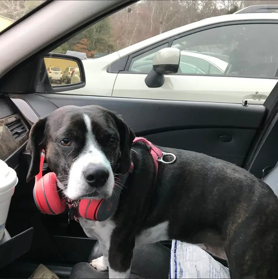 Boglen Terrier wearing a headset while standing in the passenger seat inside the car