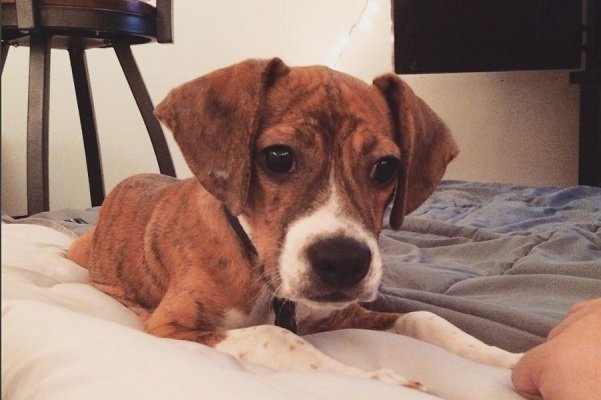 cross between a boston terrier and a beagle