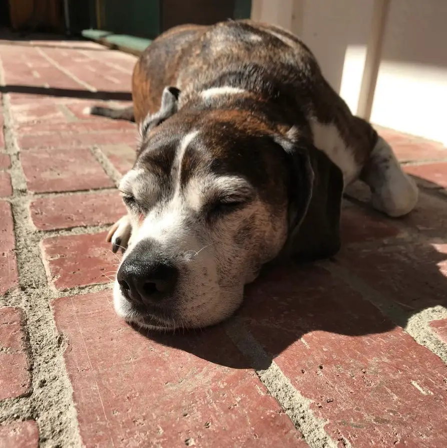 Boglen Terrier lying on the floor under the sun