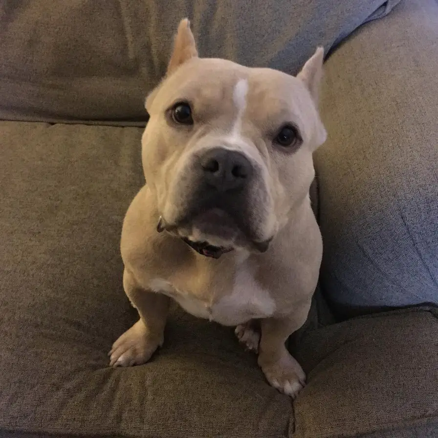 A Boston Bulldog sitting on the couch with its begging face