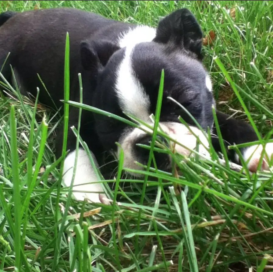 A Boston Bulldog puppy lying on the grass