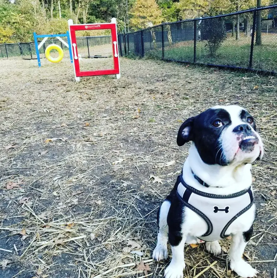 A Boston Bulldog sitting inside the dog park