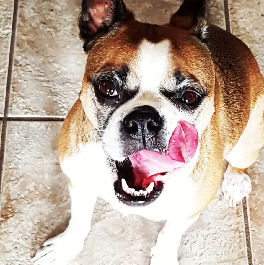 A Boston Bulldog sitting on the floor while licking its mouth