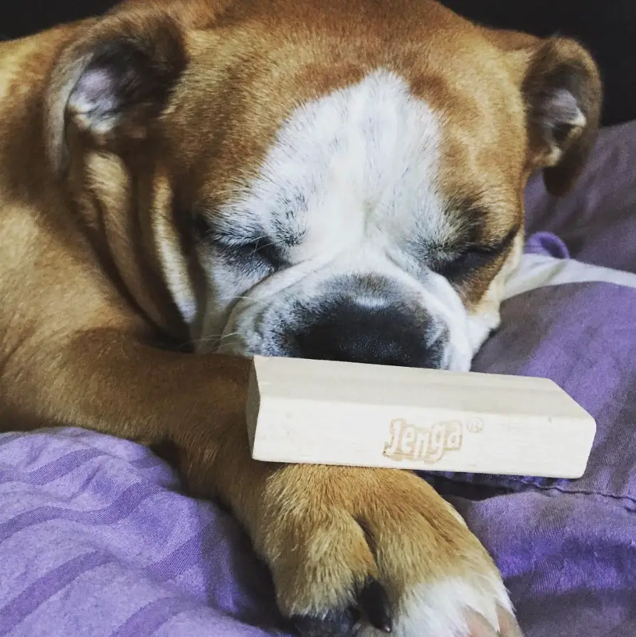 A Boston Bulldog sleeping on the bed with a jenga block on top of its paw