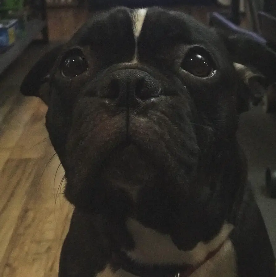 A Boston Bulldog sitting on the floor while staring with its begging eyes