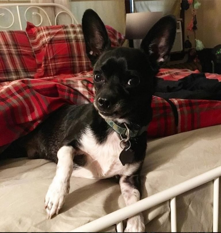 16 Chihuahuas Mixed With Boston Terrier The Paws 16 Chihuahuas Mixed With Boston Terrier The Paws