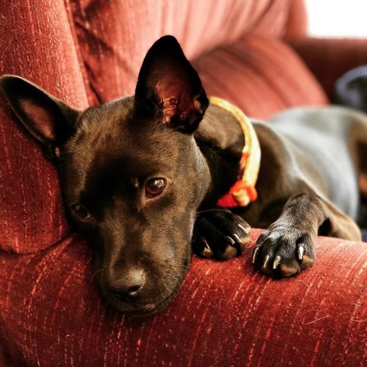 16 Chihuahuas Mixed With Boston Terrier The Paws 16 Chihuahuas Mixed With Boston Terrier The Paws