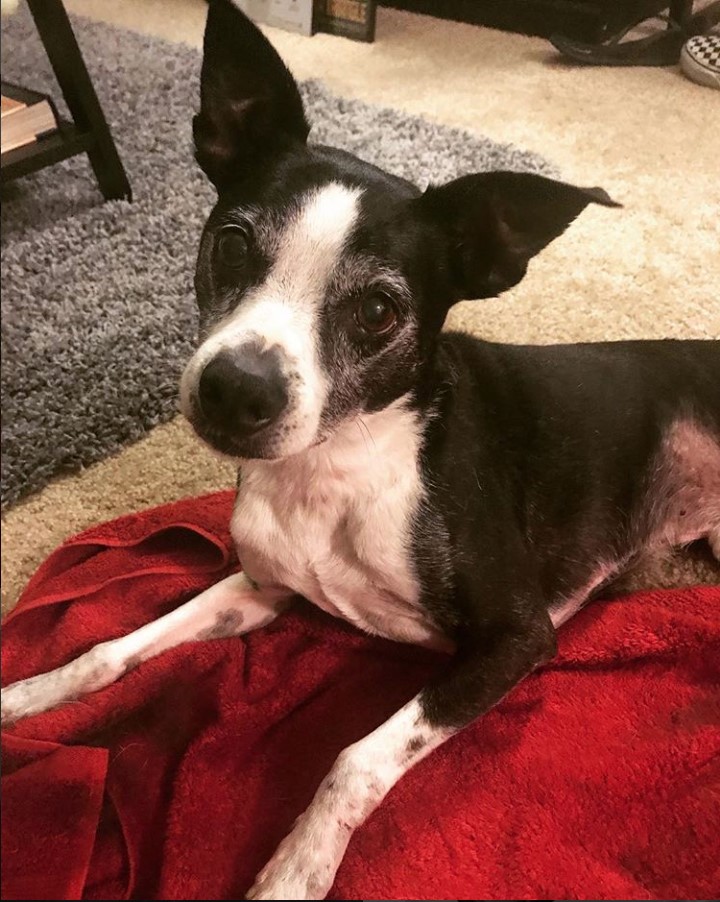 A Boston Huahua lying on its bed with its adorable face