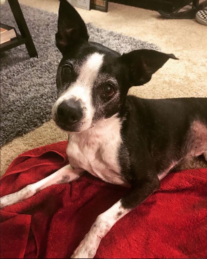 A Boston Huahua lying on its bed with its adorable face