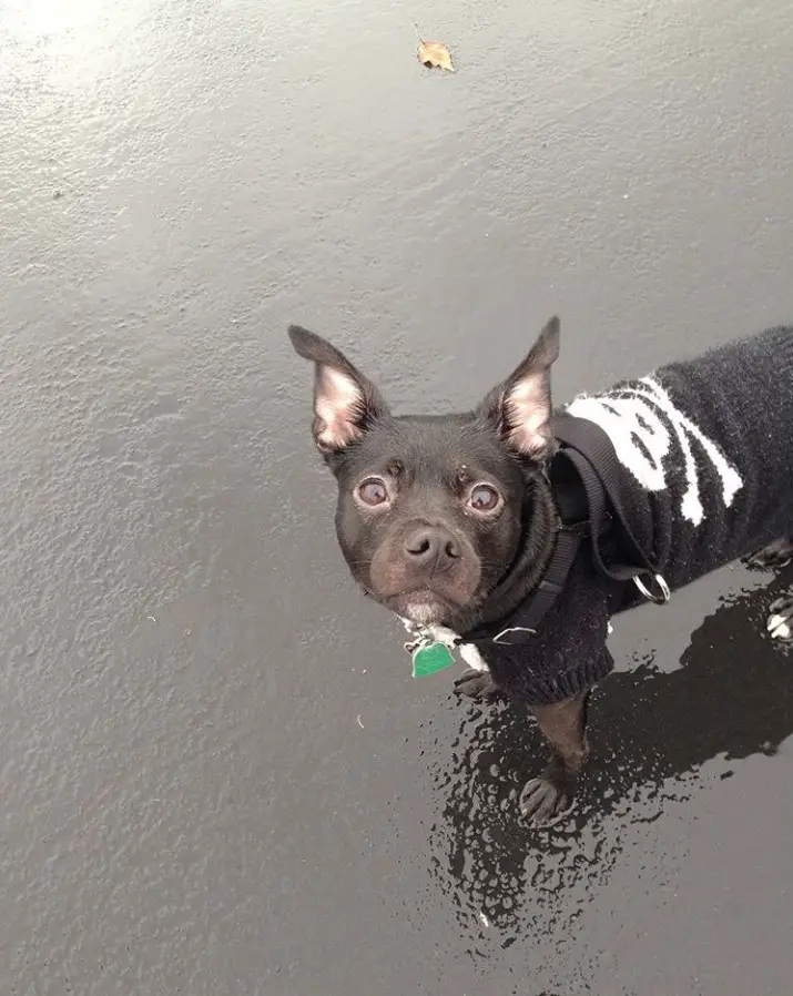 A Boston Huahua standing on top of a wet pavement while staring up