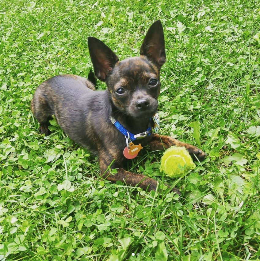 A Boston Huahua lying on the grass with its tennis ball