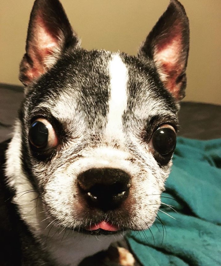 A Boston Huahua sitting on the bed