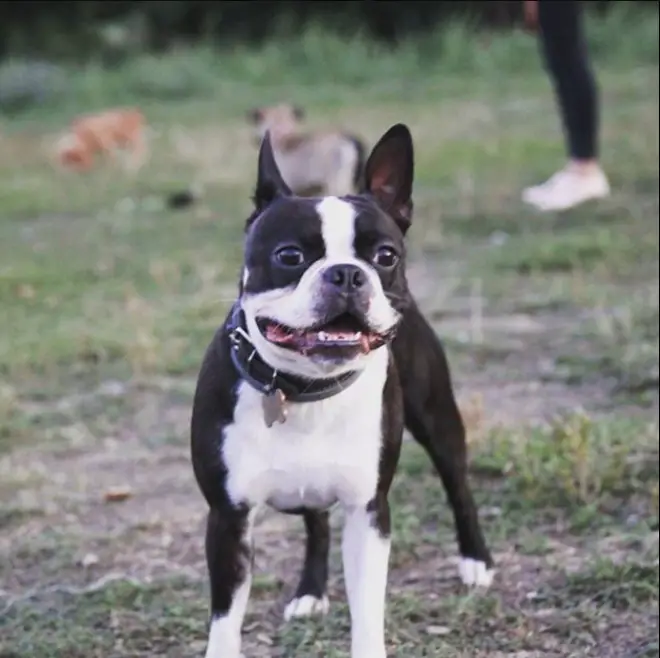 10+ Best Boston Terrier Dog Names The Paws