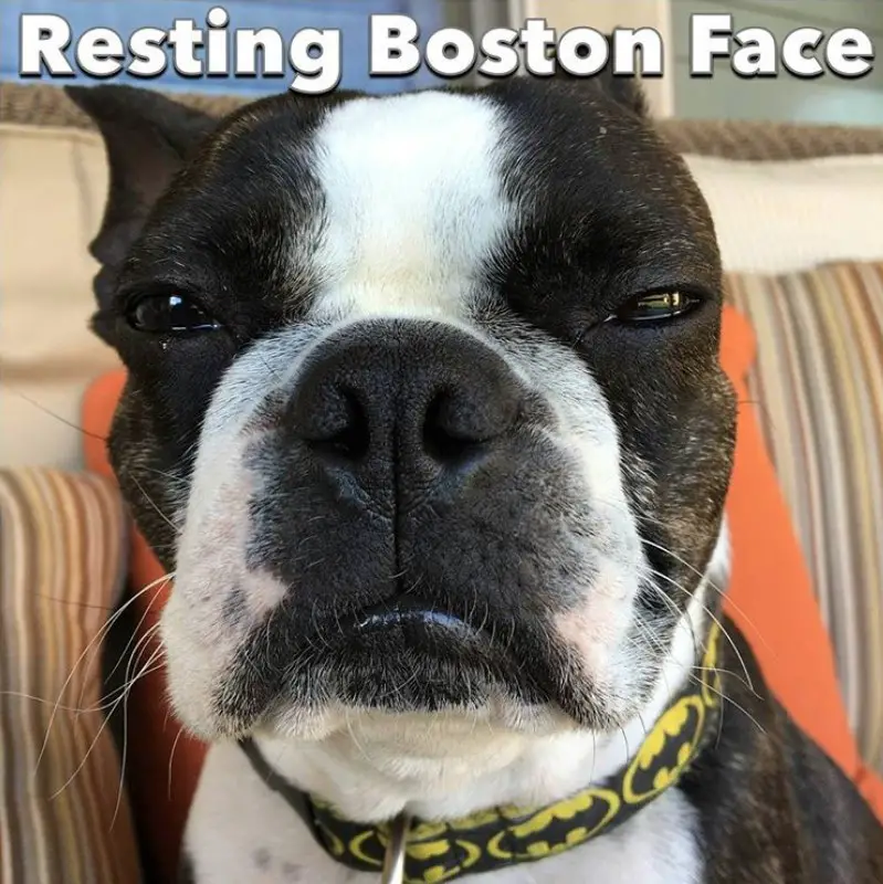 close up serious face photo of a Boston Terrier with a text 