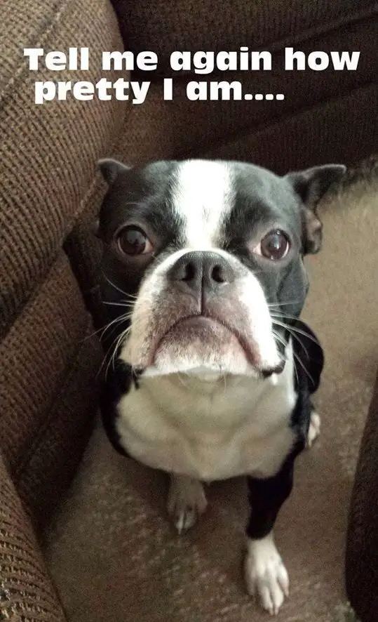 Boston Terrier sitting on the couch while looking up with its begging face photo with a text 