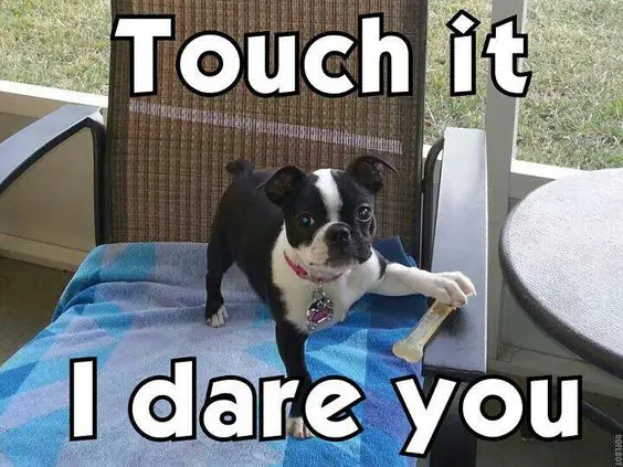 Boston Terrier puppy standing on top of the chair in the front porch with its hand on its bone treats photo with a text 