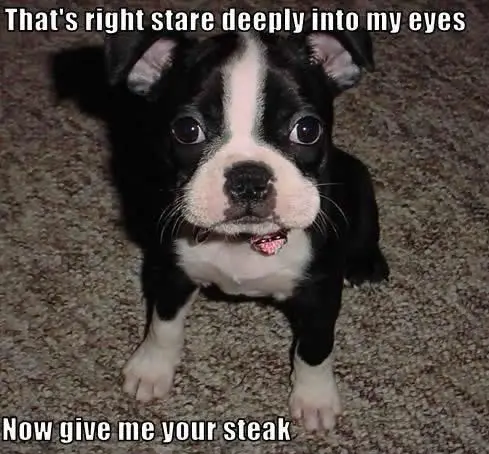 Boston Terrier puppy sitting on the floor with its adorable face photo with a text 