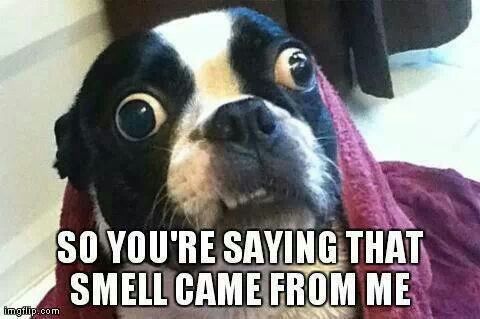 funny Boston Terrier with its eyes wide open while snuggled in towel photo with a text 