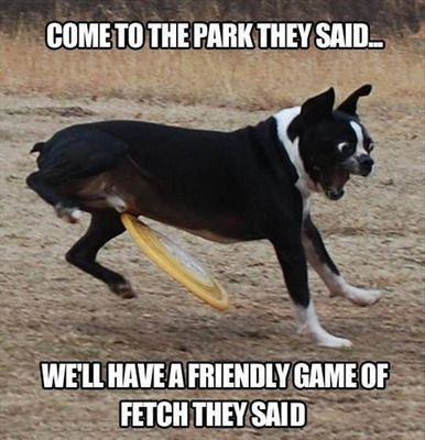 Boston Terrier playing fetch at the park but the frisbee came to his private part photo with a text 