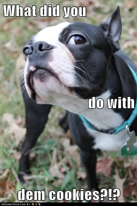 Boston Terrier looking up slight on its right photo with a text 