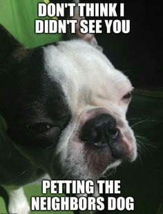 Boston Terrier with its suspicious face 