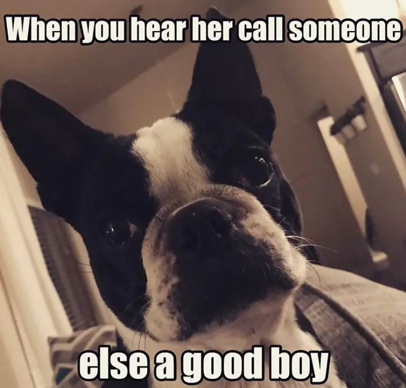 sad face of a Boston Terrier photo with a text 