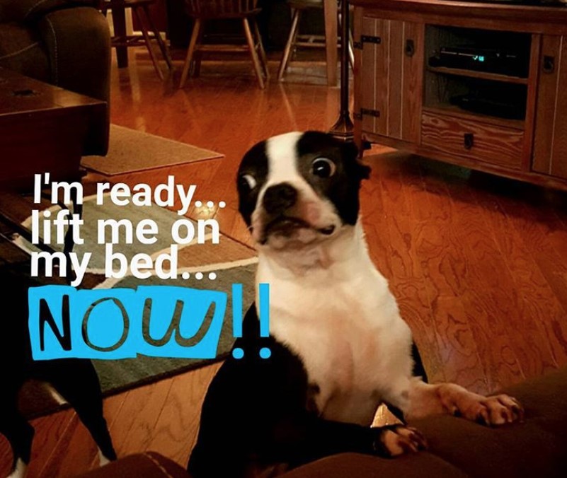 Boston Terrier standing up leaning against the couch photo with a text 