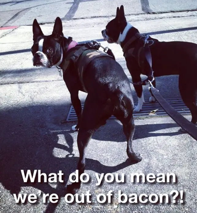 two Boston Terrier taking a walk outdoors while one is looking back photo with a text 