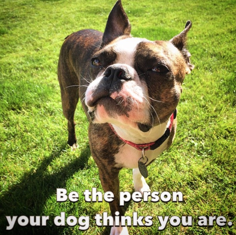 Boston Terrier in the yard looking up photo with a text 