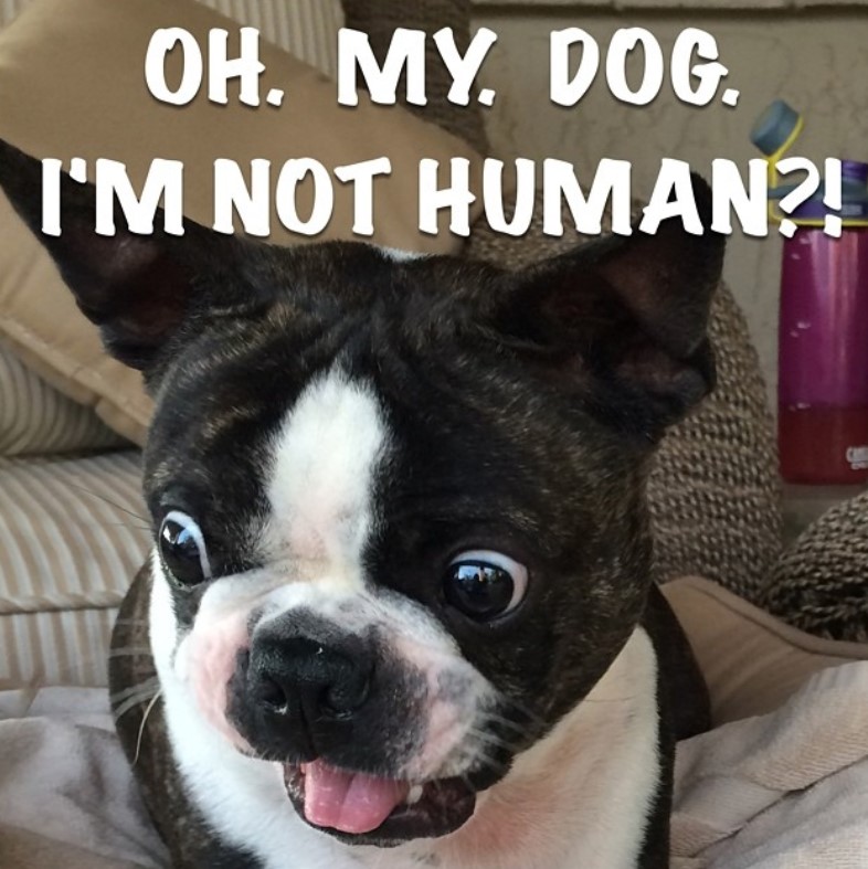 Boston Terrier lying on its bed looking down with its shocked face 