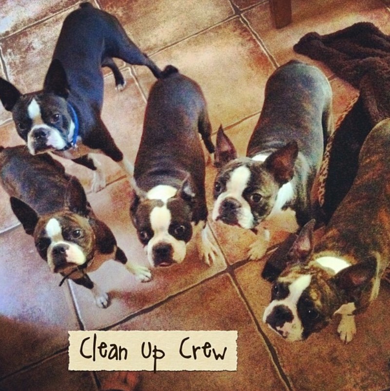 five Boston Terriers on the floor while looking up photo with a text 